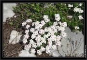 Androsace naine